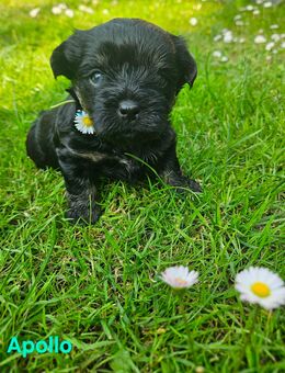 Süße kleine Yorkshire Terrier - Bolonka Mix - Putlitz
