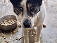 Rüdiger - Gnadenbrotplatz gesucht - Weilheim (Oberbayern)