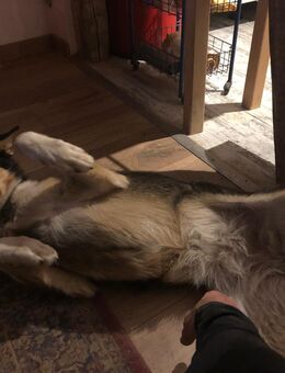Visby ein Alaskan Husky Mädel sucht ein liebevolles Zuhause für immer! - Helsa