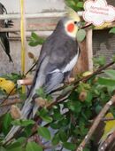 Nymphensittiche-Standard-Wildfarbe-junge-ältere auf Tel.Anfrage in 50321