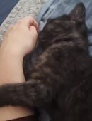 2 Kitten suchen ein Zuhause für immer in 35578