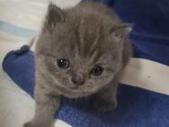 Britisch kurzhaar kitten mix - Wathlingen