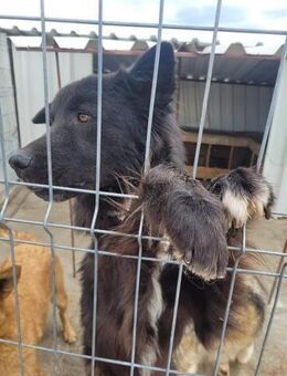 Lieber KLAUSI sucht aktive Familie - Neuberg