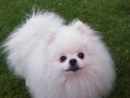 Pomeranian Boo - Kyritz