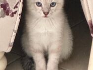 Siam Kitten - Hamburg