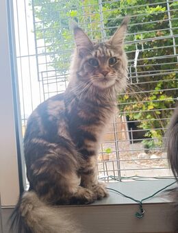 Maine Coon Mädchen - Mödingen