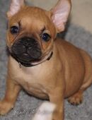Französische Bulldoggen Welpen aus langjähriger deutscher Zuchtstätte - ohne Qualzuchtmerkmale- in 60311