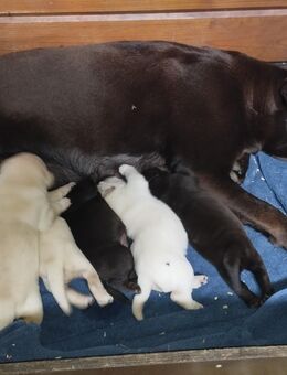Labrador Welpen. - Itterbeck