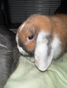 Kaninchen männlich - Elsdorf Elsdorf