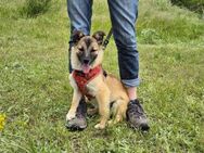 Süße Jolie sucht eine liebevolle Familie - Kleinostheim