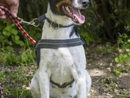Cili SI sanfte Foxterrier-Mix-Hündin - Neustadt (Rübenberge)