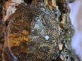 Europäische Sumpfschildkröten weiblich in 08428