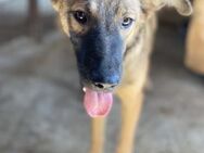 Cookie die Verschmuste 🐾 - Elsdorf (Nordrhein-Westfalen)