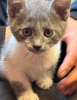 💖 Zuckersüße Kätzin sucht liebevolles Zuhause! 🏡 - Dingolfing Zentrum