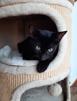 Buffy - schüchtern, aber spielfreudig - Aichwald