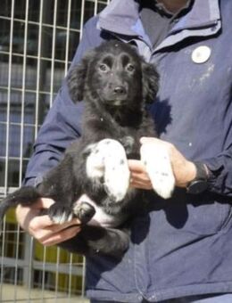 Fluffy - Neuried (Baden-Württemberg)