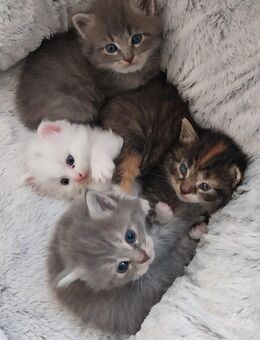 Norwegische Waldkatze/ Mix Kitten - Todenbüttel