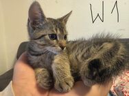 5 babykatzen abgabe bereit - Osnabrück