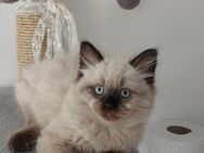 Süße Colourpoint Kitten suchen neues Zuhause - Waldkraiburg