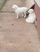 Pyrenäenberghund in 37345