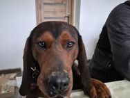 Dachsbracke Amor sucht sein Glück - Ellerbek