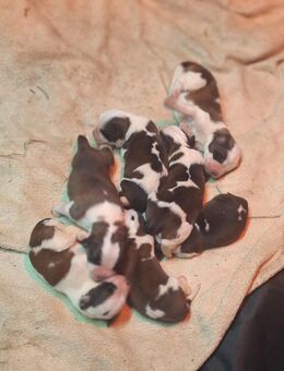 Bernhardinerwelpen - Bernsdorf Straßgräbchen