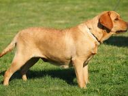 Labrador Hündin / Familien Hund - Goslar