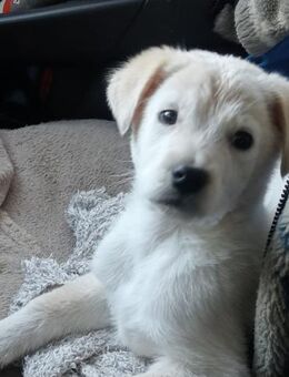 Edo 💚💚💚 sucht Für-immer-Zuhause - Bad Karlshafen