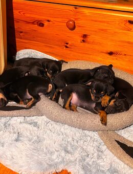 Chihuahua Zwergpinscher Mix - Sankt Ingbert Zentrum