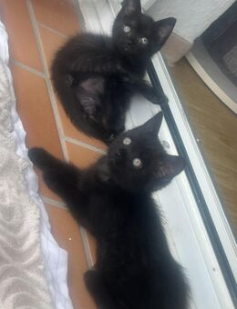 Bkh kitten ♥️ 5 kitten noch übrig - Garbsen