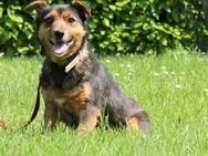 Berta unser Herzenshund... - Hagen (Stadt der FernUniversität)
