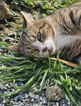 Hardy - möchte mit dir Zeit verbringen - Kirchheim (München)