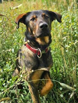 Loki - ein potentieller Sportler - Löwenberger Land