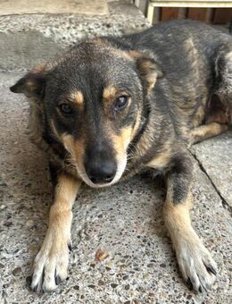 Nova möchte glücklich werden - Celle