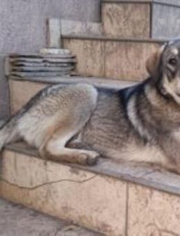 Aufgeweckter Nabaro sucht seine Familie! - München