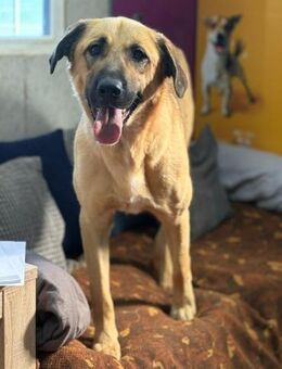 Krümel - eine liebevolle Seele - Gerlingen