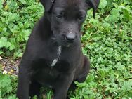 Boxer Labrador welpen - Wiesbaden