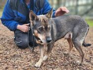 Lacika wartet auf ein Zuhause - Nordwalde