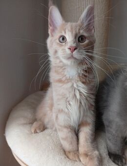 Maine coon mit Stammbaum - Hemau