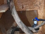 Hochzerrarium aus Holz - Titz