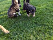 Collie Schäferhund Mischling - Uplengen