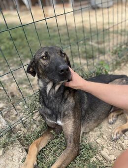 Duke - Freundlicher Rüde sucht Zuhause - Berlin