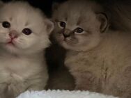 Reinrassige Neva Masquarade Sibirische Katzen - Kitten - Elsterheide