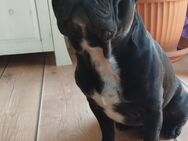Deckrüde Französische Bulldogge reinrassig ♥️ - Mühlhausen (Thüringen)