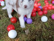 Traumhafte Australian Shepherd Welpen mit ASCA Papiere - Großenwörden