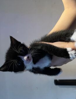 Kätzchen sucht ein liebevolles Zuhause - Wunstorf