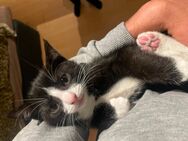 BKH x EKH Katzenbaby (12 Wochen, weiblich) sucht liebevolles Zuhause! 🐾 - Bochum Goldhamme