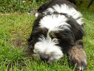 Tibet Terrier Welpe♥. 3/4 Preis wegen eigenem Urlaub❤ - Rüsselsheim