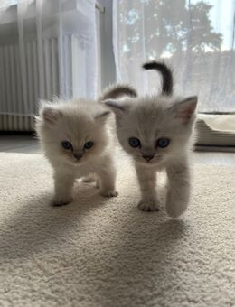 Süße BLH Kitten suchen ab Ende Juni ein neues zu Hause - Unna