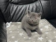 Reinrassiger BKH Kater Kätzchen kitten Grau Blau Blue Britisch Kurzhaar Katze - Hamm